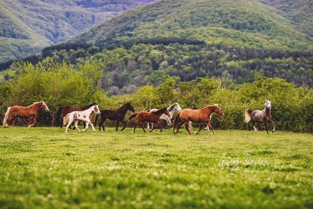 Вила Флора Паталеница Exteriér fotografie
